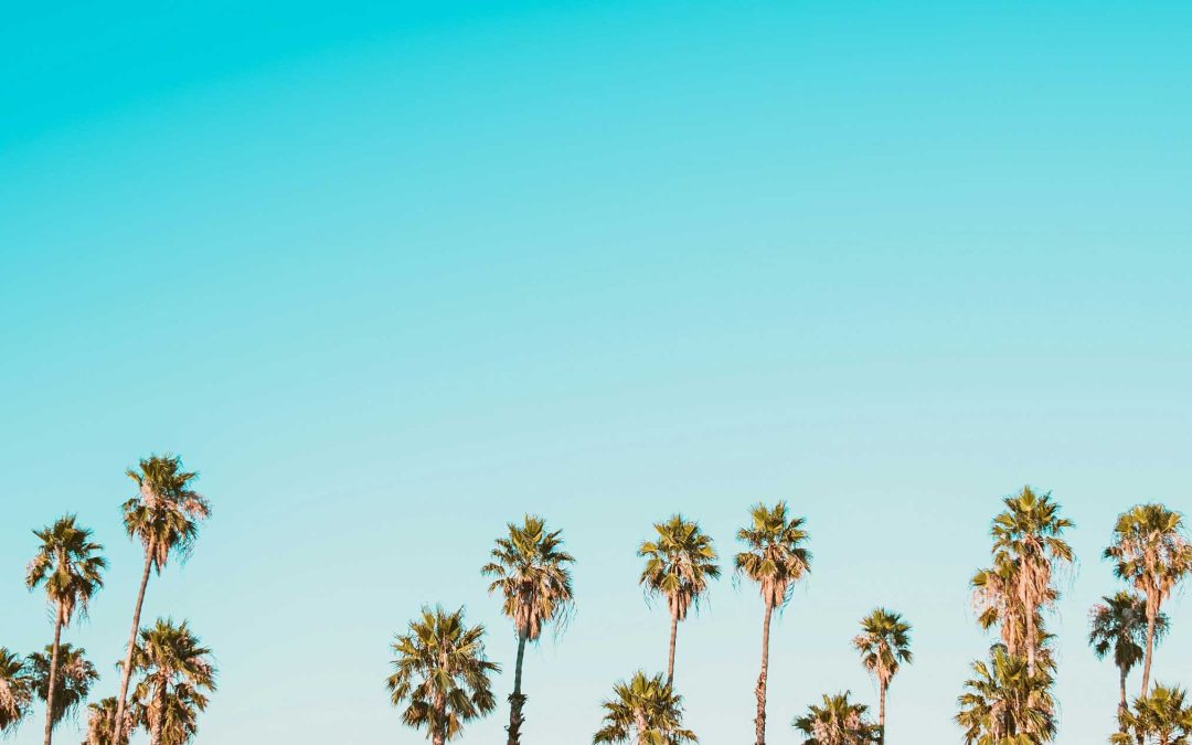 image of the tops of palm trees with a beautiful sky behind them