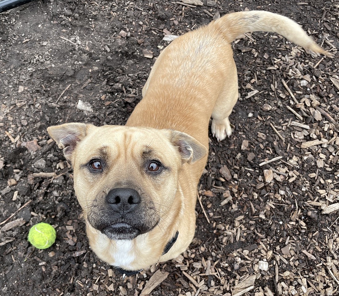 Flokie, 2, is a male Chow Chow mix who is affectionate, cuddly and great with children, cats and other dogs. Photo courtesy of the Flagler Humane Society